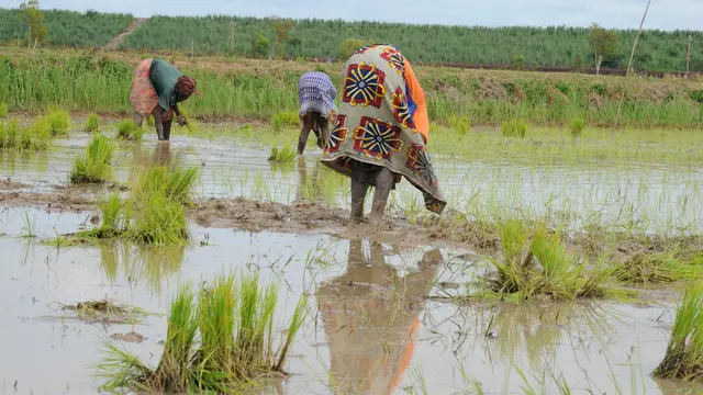 GWI influence - access and rights to irrigated land - planting rice - Selingue dam - Mali