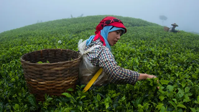A tea picker from Cianten, within the boundaries of Mount Halimun Salak National Park in West Java, starts collecting tea leaves in a basket at 6am (Photo@ CIFOR, Creative Commons, via Flickr)
