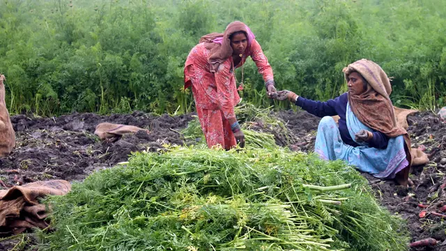 Women farmers sorting their carrot harvest in Karnal District in the Indian state of Haryana (Photo: Nirmal Sigtia, IWMI/CCAFS, Creative Commons via Flickr) 