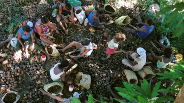 Women gather together to break up the Babacu palm nuts they have collected (Photo: JcPietro, Creative Commons via Wikimedia) 