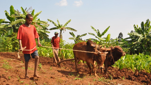 A father and son plough a field in Ethiopia. For Ethiopia's smallholder farmers, oxen are still the main source of agricultural power. It is one of the world's least developed countries, making it more vulnerable to climate change (Photo: Bjvisser, Creative Commons via Wikipedia)