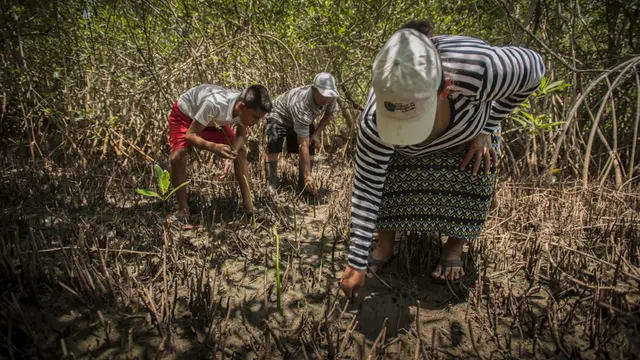Restoring mangroves (Photo: Orsibal Ramírez/IUCN)