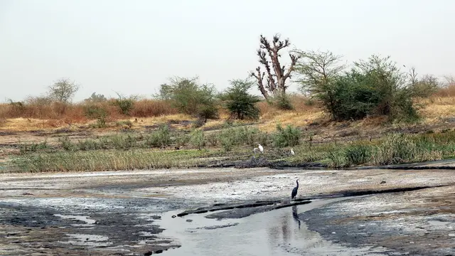 The Saloum Delta Biosphere Reserve in Senegal (Photo: El Hadji Ballé Seye/UICN-Sénégal)