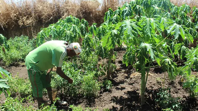 A man bends over to tend his crops in a field