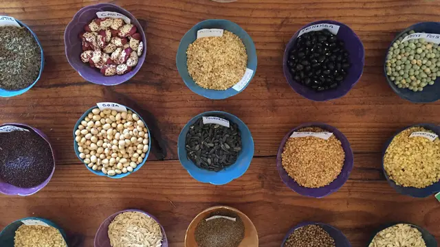 Rows of small dishes containing various types of vegetable seeds, including beans and grains