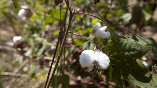 Close-up image of cotton growing