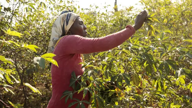 A woman picking leaves from a tree.