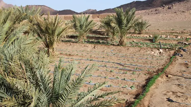 A desert scene with plants growing in rows.