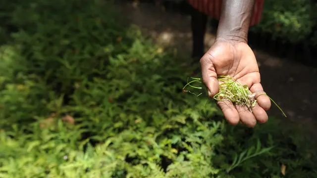 A handful of seedlings