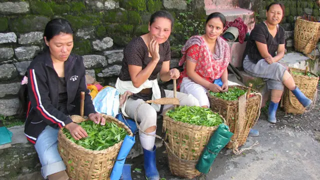 A row of women sitting with baskets of freshly picked tea leaves