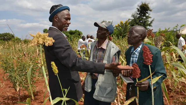 Farmers looking at plants