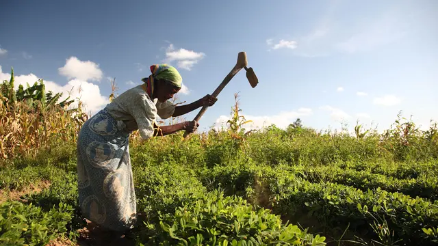A woman using a hoe