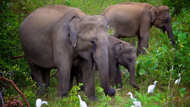 Three elephants eating