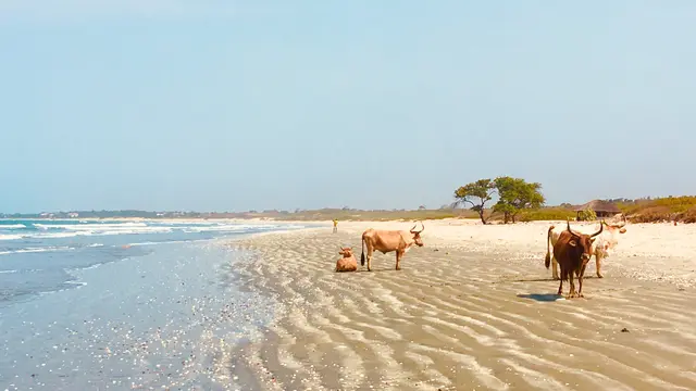 A beach with cows