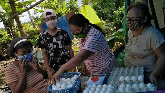 women distributing counting eggs
