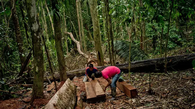 Man and woman cut a tree into planks.