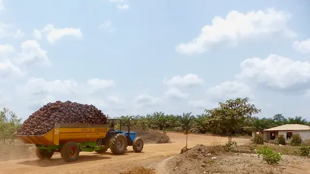 Forestry tractor carrying fruits from a field