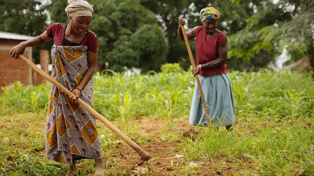 Women using hoes in a crop field in Kilosa, Tanzania.
