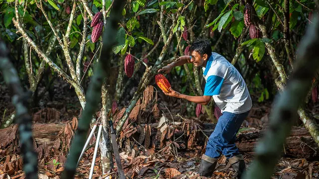 Man cutting a cacao fruit from the tree
