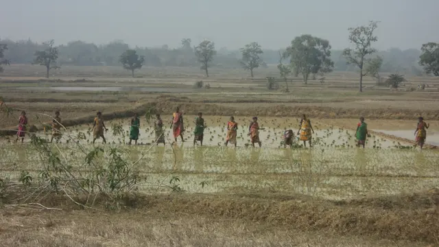 Indian women working a rice field