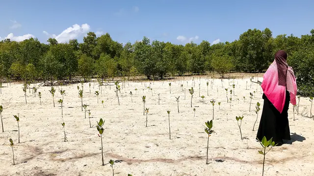 Fledgling mangroves with a woman on the right of the image