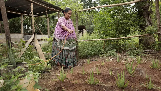 Woman waters aloe vera plants