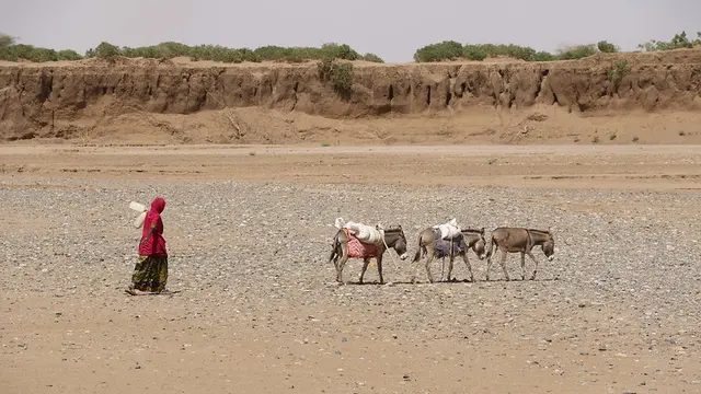 Women and three donkeys walk in a desert 