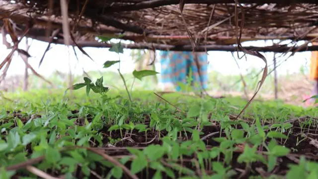 Sprouts of chilli plants