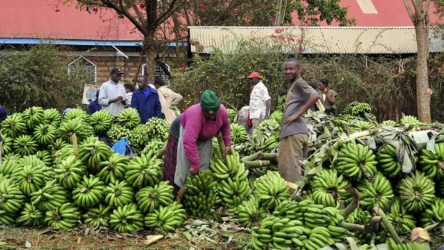 People standing between piles of bananas