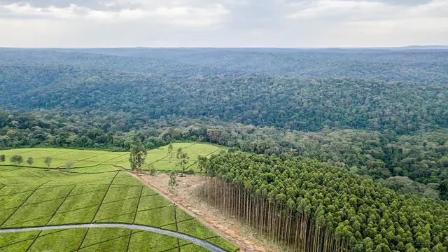 Landscape of fields and forest