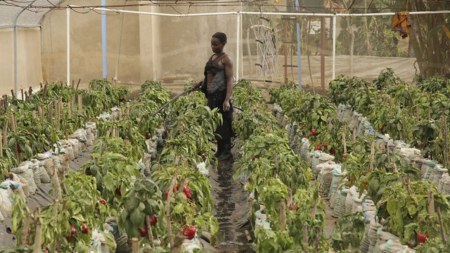 Woman holds a hose in a greenhouse of pepper plants