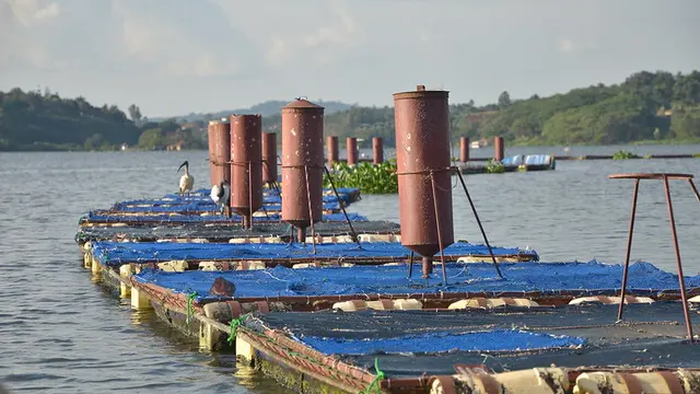 Floating boards on a lake, hiding the fish farming cages underneath