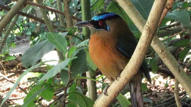 Motmot bird in Costa Rica