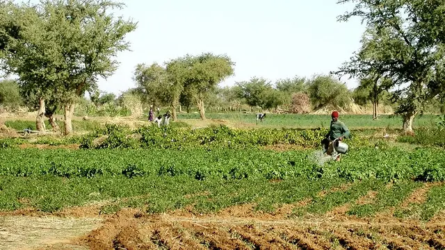 Crop field with man watering the soil.