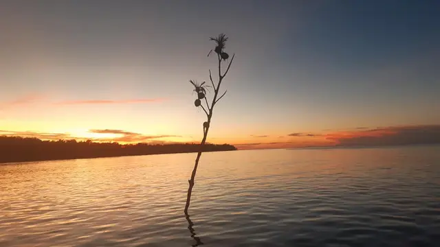 Tree branch stuck in the sea.