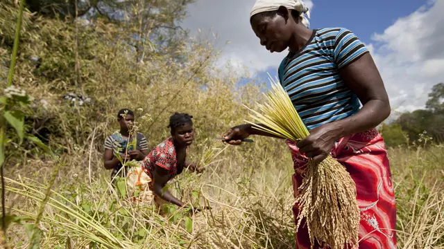 Women in a field bend over to harvest crop