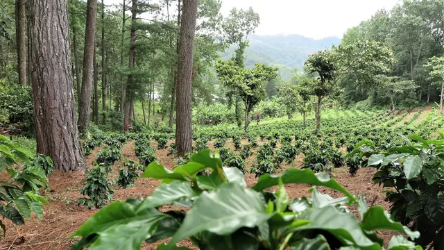 View of a forest