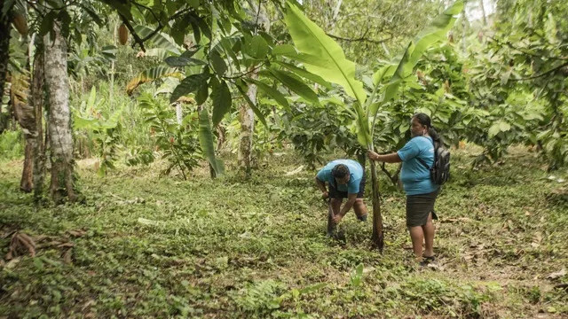 One women holds a tree while another digs into the soil with a shovel, surrounded by green trees and foliage