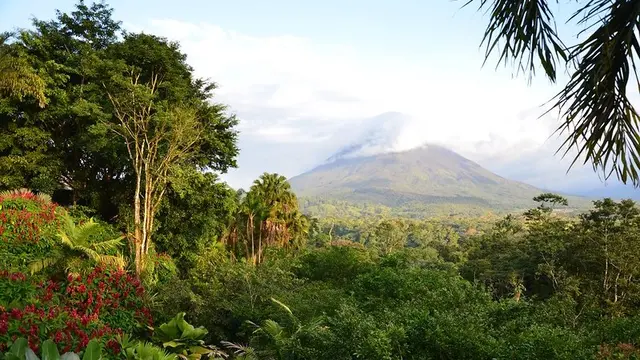 View of a forest with a volcano in the background