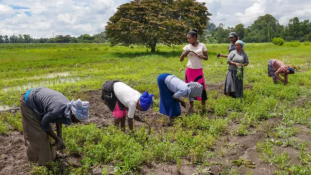 Various women holding sickles and working the land