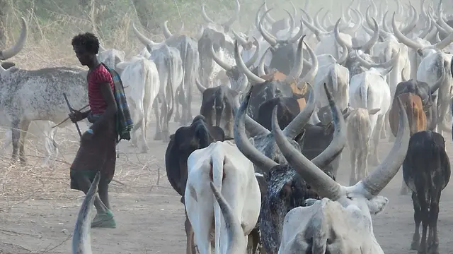 A man is surrounded by cattle on a dusty trail.