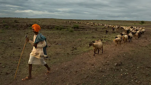 A male shepherdwith a stick leads dozens of sheep winding behind him on a dusty trail