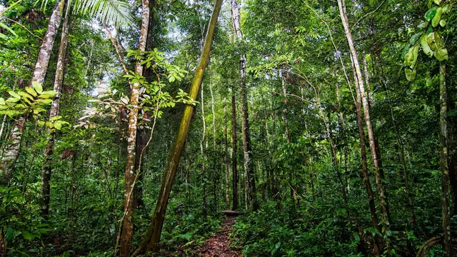A path leads into a forest, with a tree canopy overhead  