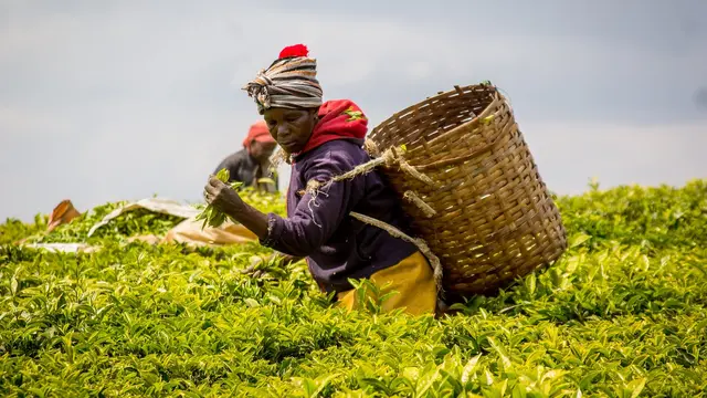 A woman with a basket on her back picks tea leaves from a huge field surrounding her