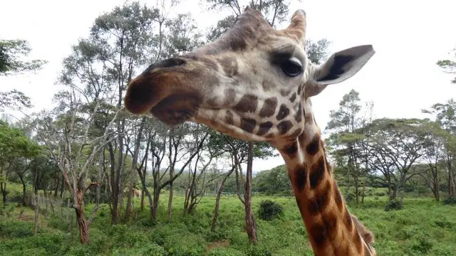 Head and neck of a giraffe.