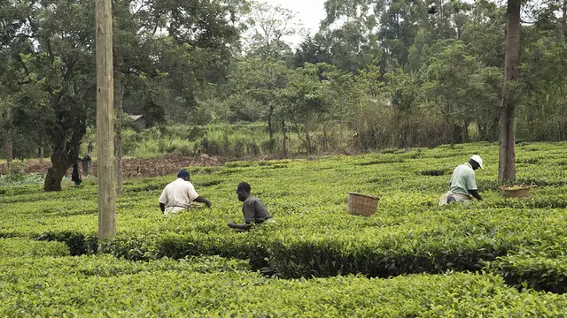 Farmers harvest crops in fields.