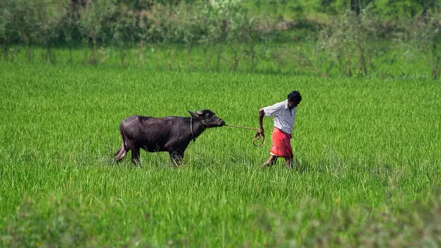 A man walking through a field with a cow