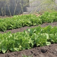 Lettuce in a vegetable garden.
