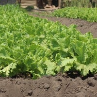 Close up of a lettuce in a garden