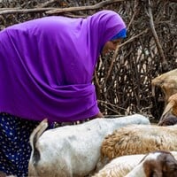A woman bends over looking at goats.